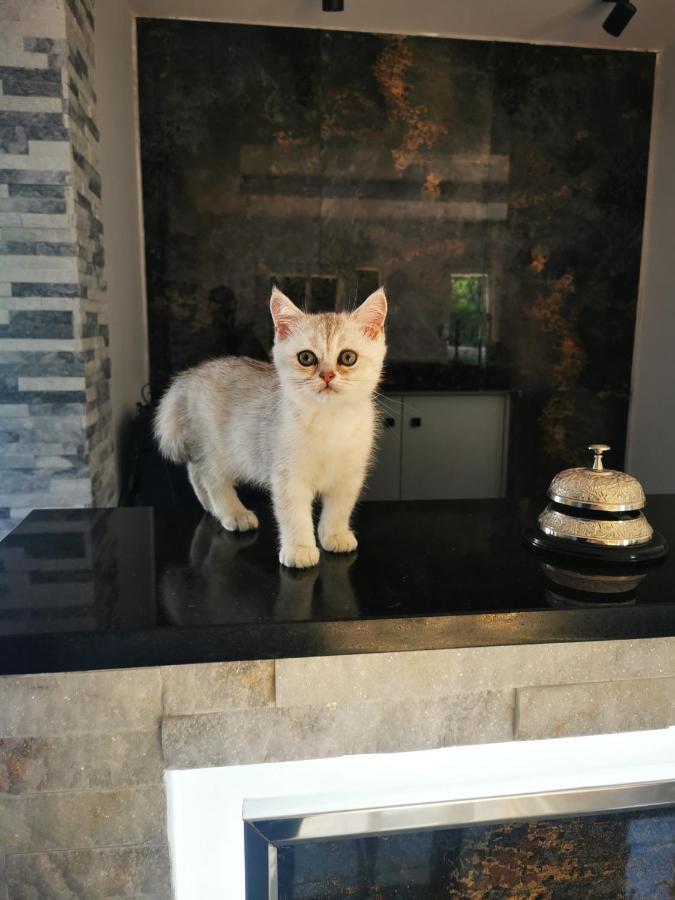 Doftana Apartaments Teşila المظهر الخارجي الصورة
